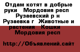 Отдам котят в добрые руки - Мордовия респ., Рузаевский р-н, Рузаевка г. Животные и растения » Кошки   . Мордовия респ.